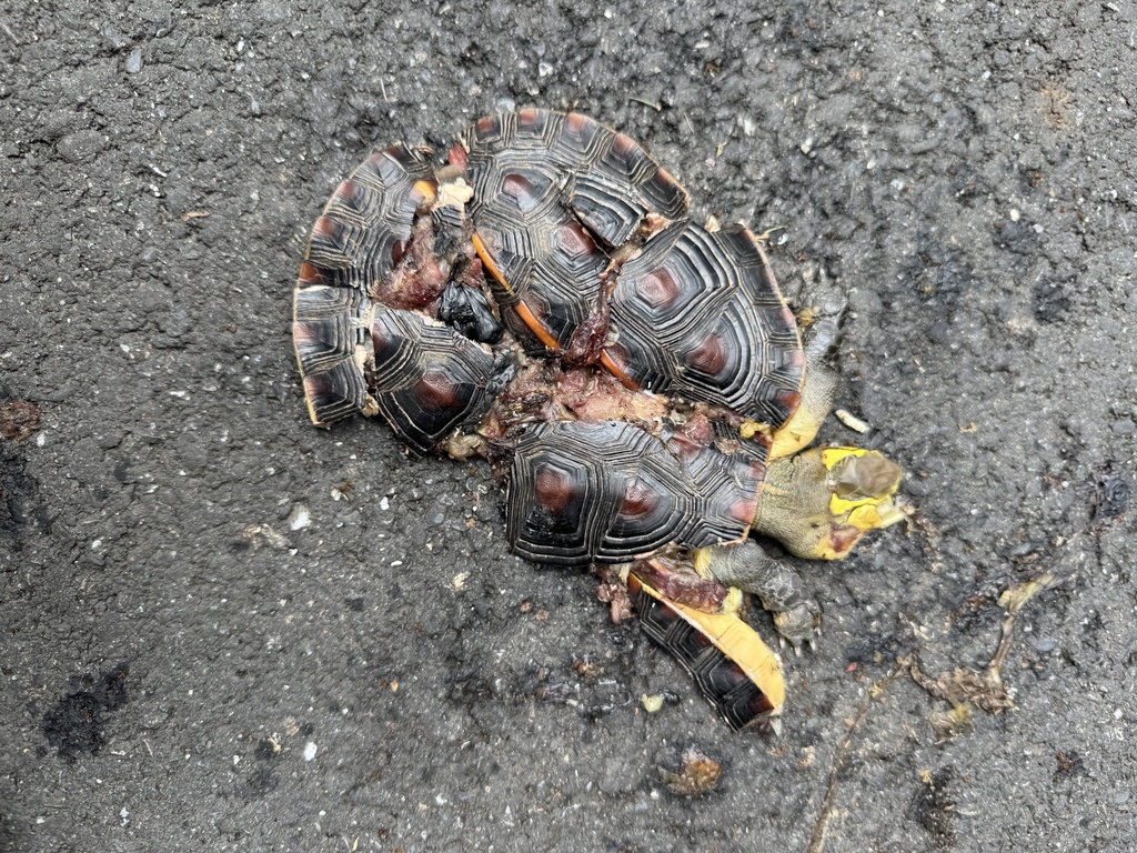 Yellow-margined Box Turtle in May 2025 by 李宜龍 · iNaturalist
