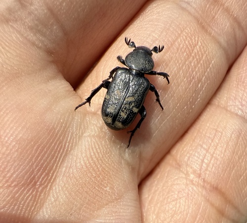 Clinterocera scabrosa