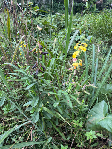 Rattleweed