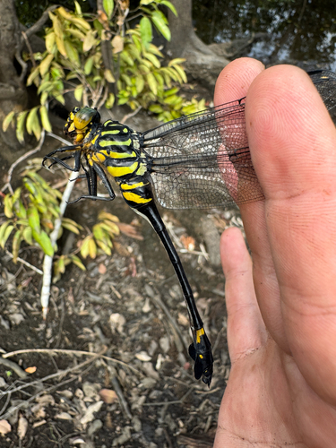 Western Tigertail
