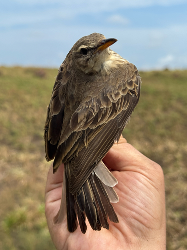 Long-legged Pipit