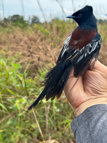 African Paradise-Flycatcher