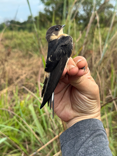 Rufous-chested Swallow
