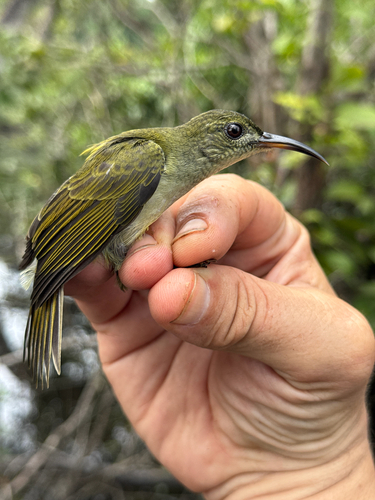 Olive Sunbird