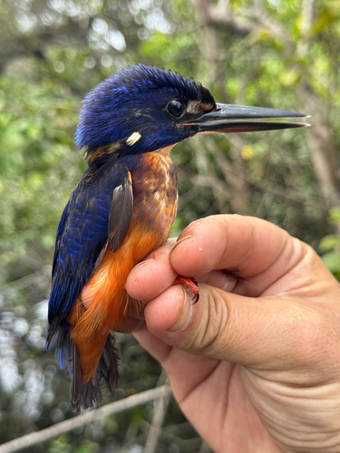 Shining-blue Kingfisher