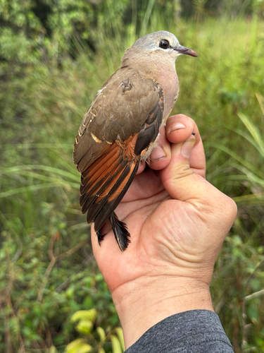 Blue-spotted Wood-Dove