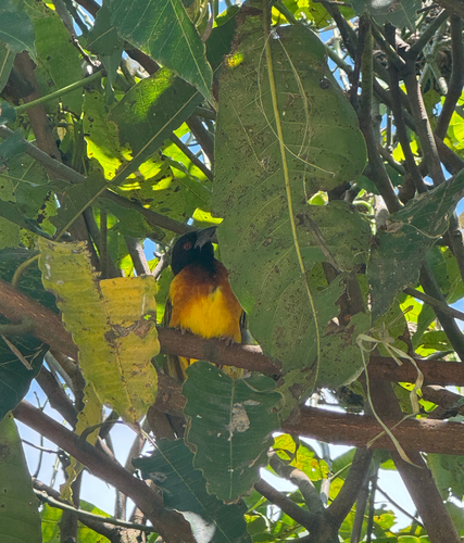 Village Weaver