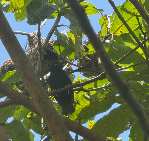 Vieillot's Black Weaver