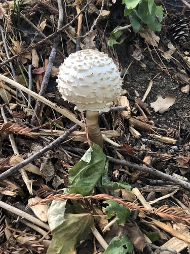 Shaggy Parasol