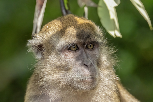 Long-tailed Macaque