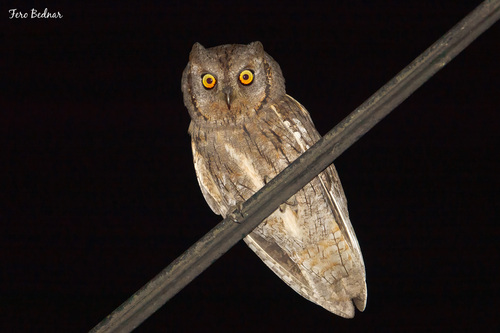 Otus scops