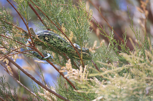 Common Chameleon