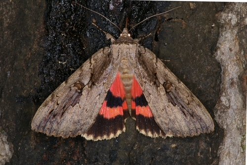 Sweetheart Underwing