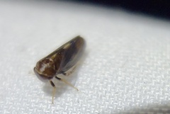 Pediopsoides distinctus
