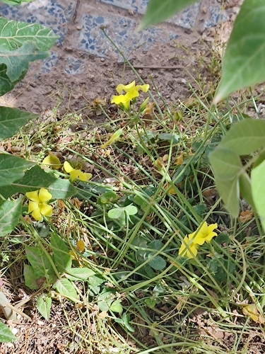 Bermuda buttercup