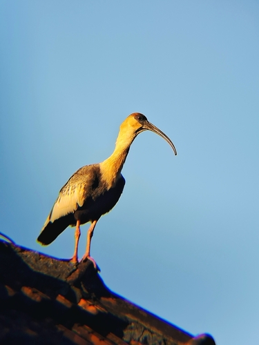 Buff-necked Ibis
