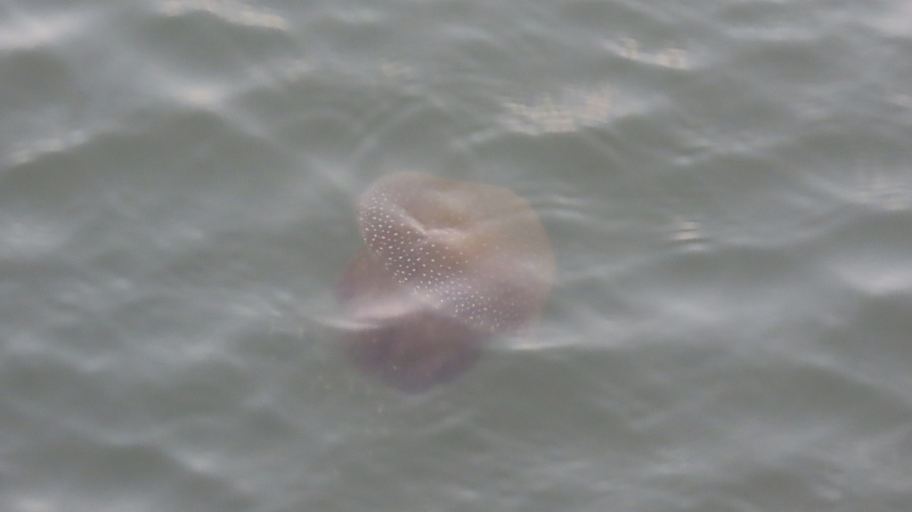 Phyllorhiza punctata<br>10 May, 2025
