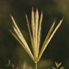 Feather Finger Grass - Photo (c) Jay Keller, all rights reserved, uploaded by Jay Keller
