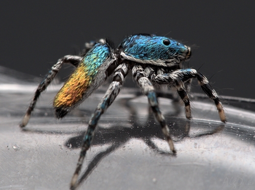 Salticus peckhamae