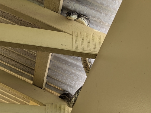 Coastal Carpet Python sighting