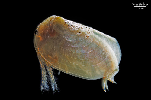 Leptestheria dahalacensis