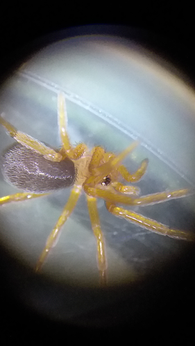 Arizona black hole spider