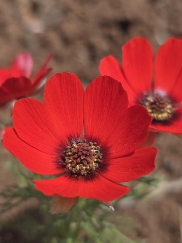 Adonis aleppica