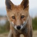 Kodiak Red Fox - Photo (c) Ryan Fields, all rights reserved, uploaded by Ryan Fields