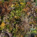 Acaena microphylla microphylla - Photo (c) David Lyttle, todos os direitos reservados, uploaded by David Lyttle