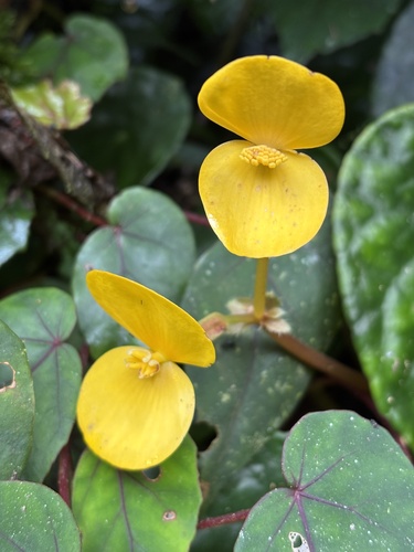 Begonia pulcherrima