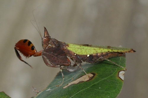 Hestiasula brunneriana Saussure, 1871