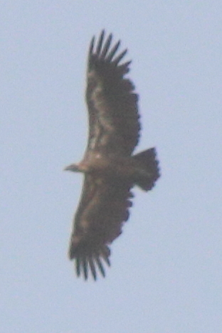 White-backed Vulture