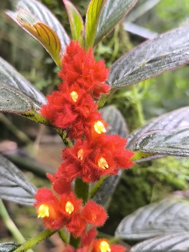 Columnea calotricha