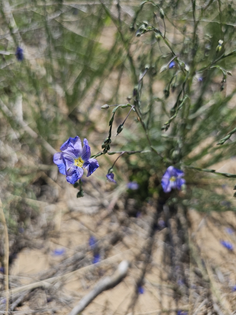 Linum usitatissimum