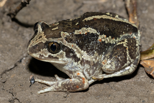 Common Spadefoot