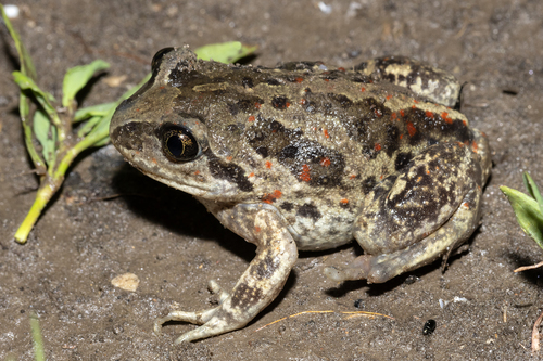 Common Spadefoot