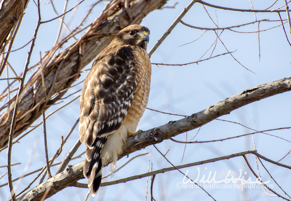 Red-shouldered Hawk