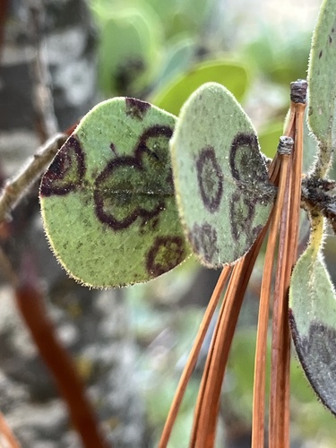 iNaturalist observation photo