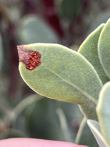 iNaturalist observation photo