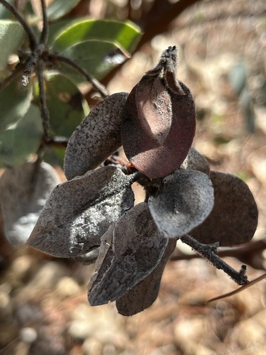 iNaturalist observation photo