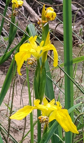 Avistamiento Lirio amarillo (Iris pseudacorus, Mezquita)