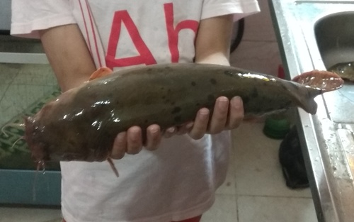 Electric Catfish