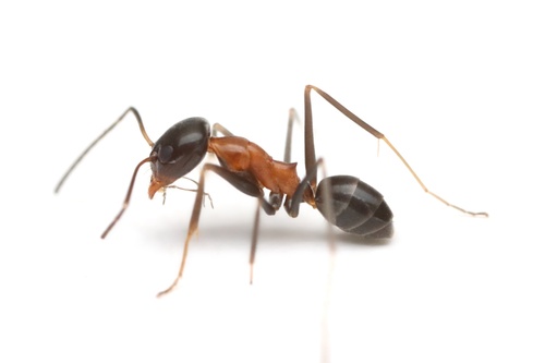 黄胸锥臭蚁Dorymyrmex flavopectus