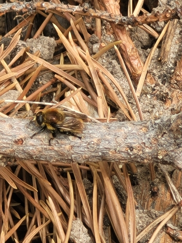 Unknown species found near Boise
