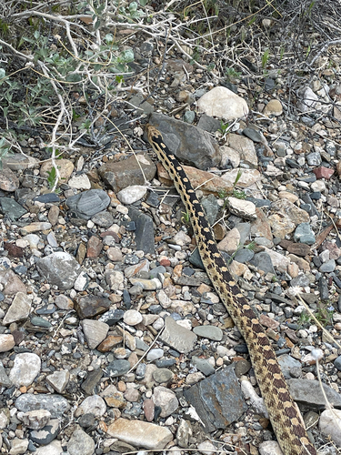 iNaturalist observation photo of Gopher Snake