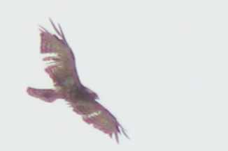 Beaudouin's Snake-Eagle