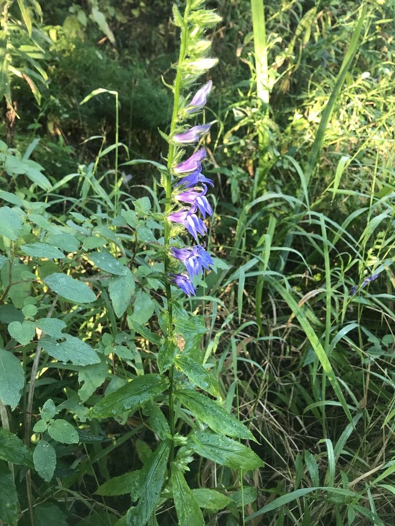 Typical Lobelias from Idlewild Rd, Burlington, KY, US on September 05