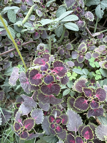Coleus