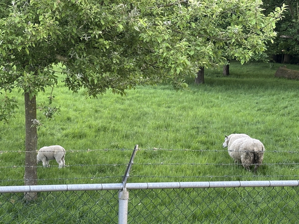Ovis aries