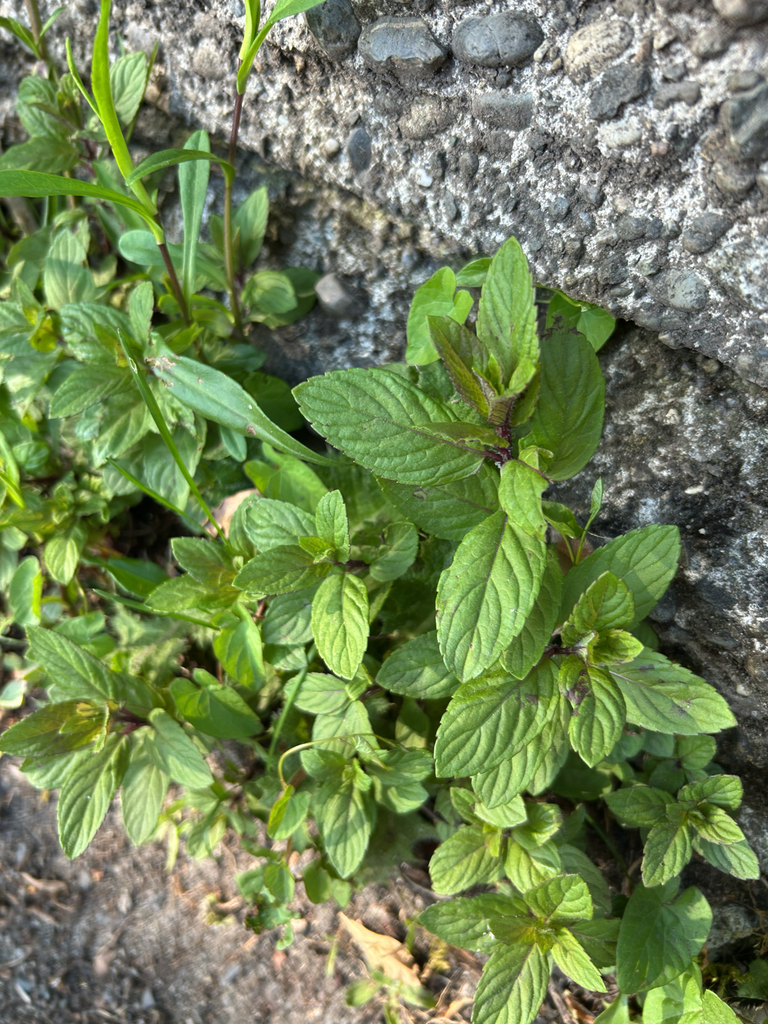 Mentha